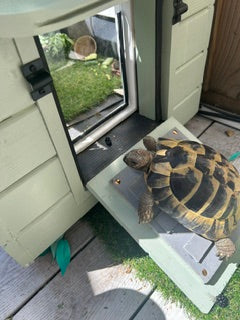 Insulated Tortoise House — Handmade to Order