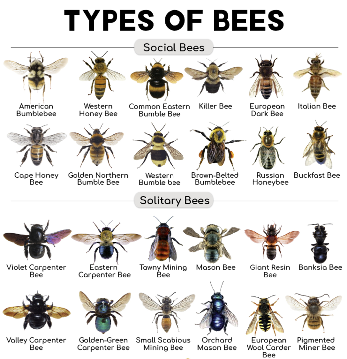 BEE FARM concept design for solitary bees TBC
