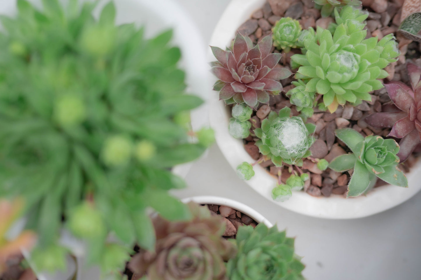 Succulents — Potted by Hand
