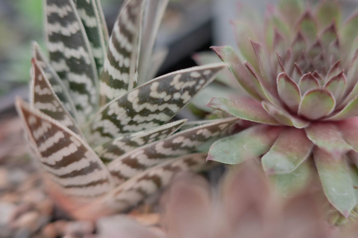 Succulents — Potted by Hand