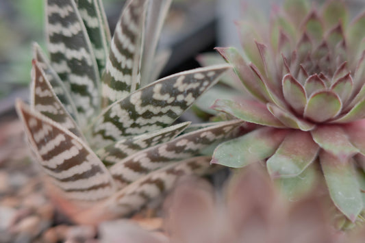 Succulents — Potted by Hand