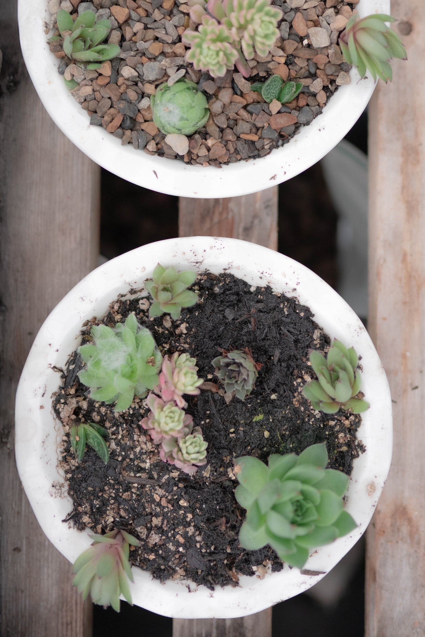 Succulents — Potted by Hand