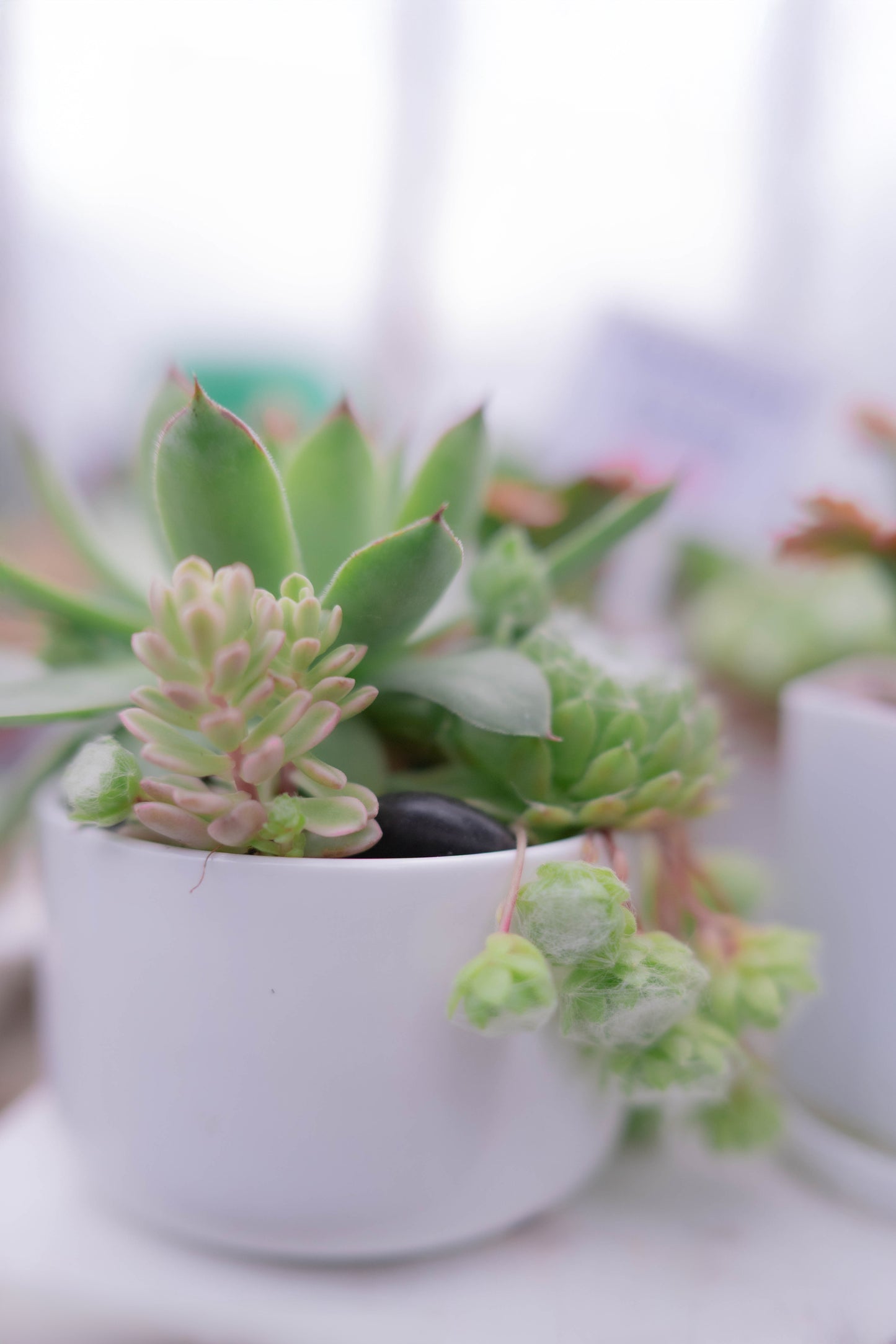Succulents — Potted by Hand