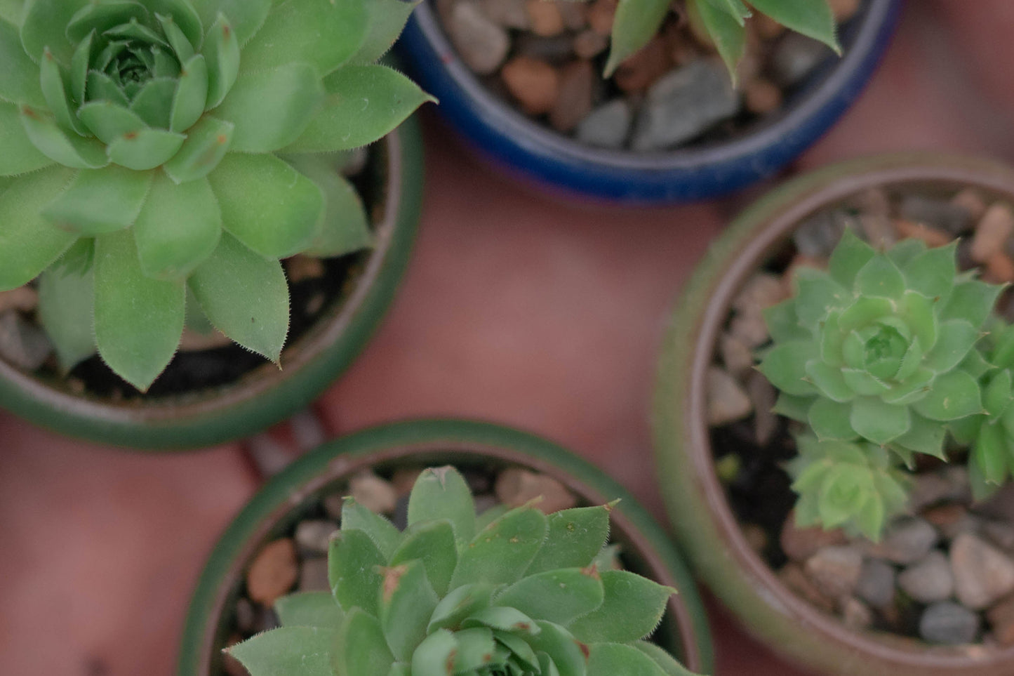 Succulents — Potted by Hand