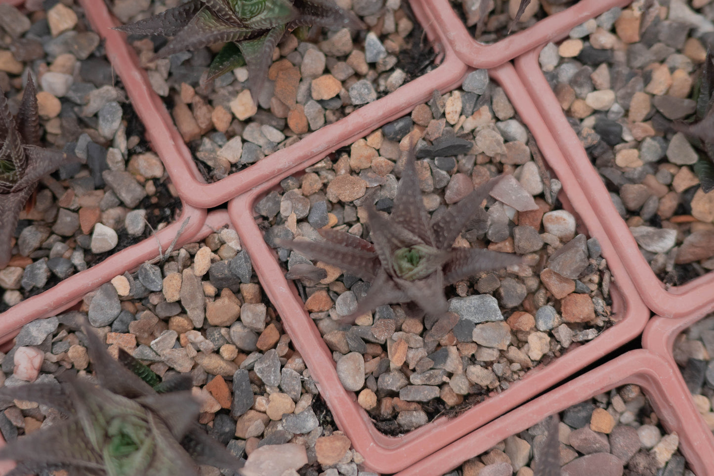 Succulents — Potted by Hand