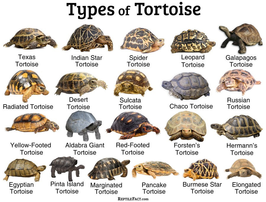 Insulated Tortoise House